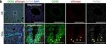 Rat IgG (H+L) Highly Cross-Adsorbed Secondary Antibody in Immunohistochemistry (PFA fixed) (IHC (PFA))