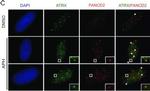 Rabbit IgG (H+L) Cross-Adsorbed Secondary Antibody in Immunocytochemistry (ICC/IF)