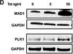 Mouse IgG (H+L) Secondary Antibody in Western Blot (WB)