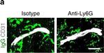 Goat IgG (H+L) Cross-Adsorbed Secondary Antibody in Immunohistochemistry (Frozen) (IHC (F))