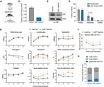 CD11b Antibody in Flow Cytometry (Flow)