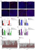 CD3 Antibody in Immunohistochemistry (IHC)