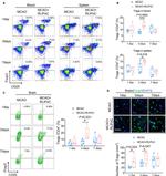 CD4 Antibody in Flow Cytometry (Flow)