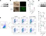 IL-17A Antibody in Flow Cytometry (Flow)