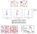 CD15 Antibody in Flow Cytometry (Flow)