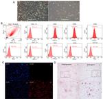 CD29 (Integrin beta 1) Antibody in Flow Cytometry (Flow)