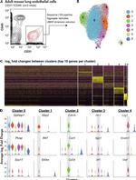 CD31 (PECAM-1) Antibody in Flow Cytometry (Flow)