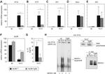 NFATC1 Antibody in Gel Shift (GS)