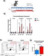 CD45 Antibody in Flow Cytometry (Flow)