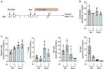 CD45 Antibody in Flow Cytometry (Flow)