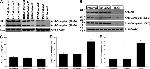 NDUFB8 Antibody in Western Blot (WB)