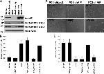 NDUFB8 Antibody in Western Blot (WB)