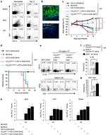 IL-10 Antibody in Flow Cytometry (Flow)