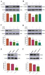 CD324 (E-Cadherin) Antibody in Neutralization (Neu)