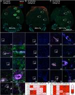 MHC Class II (I-A/I-E) Antibody in Immunohistochemistry - Free Floating (IHC (Free))