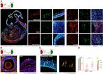 Ki-67 Antibody in Immunocytochemistry (ICC/IF)