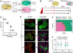 Nanog Antibody in Immunocytochemistry (ICC/IF)