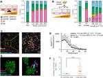 Nanog Antibody in Immunocytochemistry (ICC/IF)