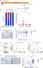 FOXP3 Antibody in Immunohistochemistry (IHC)