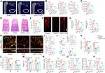 Endomucin Antibody in Flow Cytometry (Flow)