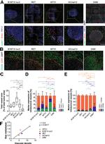 Endomucin Antibody in Immunohistochemistry (IHC)