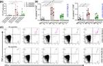 IL-2 Antibody in Flow Cytometry (Flow)