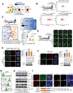 CD184 (CXCR4) Antibody in Flow Cytometry (Flow)