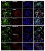 PDI Antibody in Immunocytochemistry (ICC/IF)