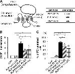 PDI Antibody in Immunocytochemistry (ICC/IF)