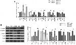 MMP2 Antibody in Western Blot (WB)