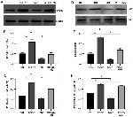 SMAD2 Antibody in Western Blot (WB)