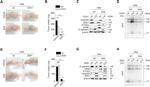 COX2 Antibody in Western Blot (WB)