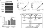 IL-6 Antibody in Neutralization (Neu)