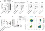 CD38 Antibody in Flow Cytometry (Flow)