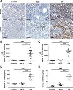 WNT5A Antibody in Immunohistochemistry (IHC)