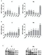 MCT1 Antibody in Western Blot (WB)