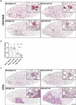 CD3e Antibody in Immunohistochemistry (IHC)