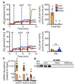 ACSM3 Antibody in Western Blot (WB)