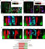 N-cadherin Antibody in Immunohistochemistry (PFA fixed) (IHC (PFA))