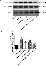 Phospho-p38 MAPK (Thr180, Tyr182) Antibody in Western Blot (WB)