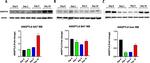 betatrophin Antibody in Western Blot (WB)