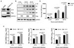 Influenza A H1N1 HA Antibody in Western Blot (WB)