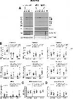 Cytochrome C Antibody in Western Blot (WB)