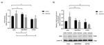 Nrf2 Antibody in Western Blot (WB)