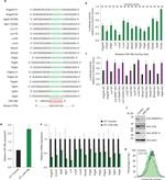 CD49f (Integrin alpha 6) Antibody in Flow Cytometry (Flow)