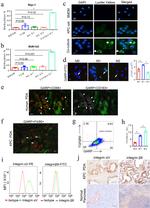 CD163 Antibody in Immunohistochemistry (IHC)