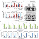 Nanog Antibody in Western Blot (WB)