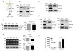 beta Catenin Antibody in Western Blot (WB)