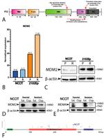 MDM2 Antibody in Western Blot (WB)