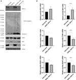 MVP Antibody in Western Blot (WB)